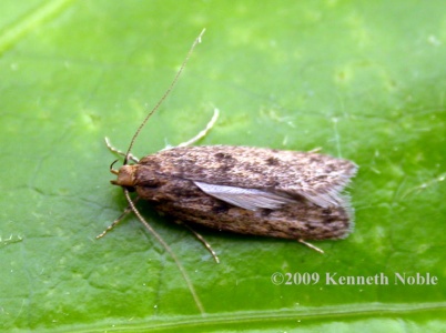 Hofmannophila pseudospretella (brown house moth) Kenneth Noble